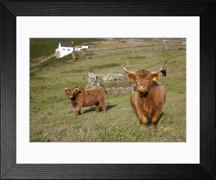 Framed Print : Highland Cattle - Cornwall - UK Framed Print : Highland Cattle - Cornwall - UK