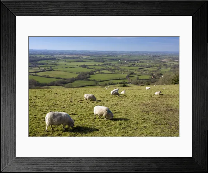 Framed Print : Sheep - grazing - Looking west over the Blackmore Vale - from Ibberton Hill - Dorset - UK Framed Print : Sheep - grazing - Looking west over the Blackmore Vale - from Ibberton Hill - Dorset - UK