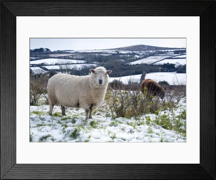 Framed Print : Sheep in Snow - Godolphin Hill beyond - Cornwall - UK Framed Print : Sheep in Snow - Godolphin Hill beyond - Cornwall - UK