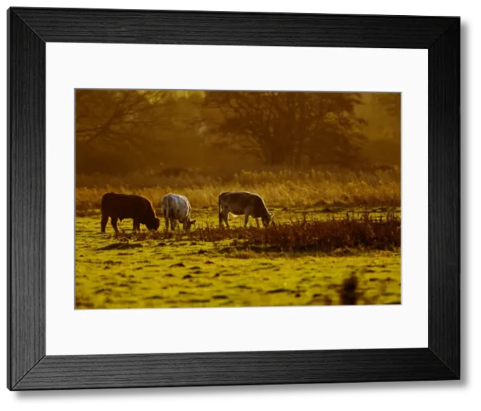 Framed Print : Cattle - grazing early morning - Norfolk UK 15200 Framed Print : Cattle - grazing early morning - Norfolk UK 15200