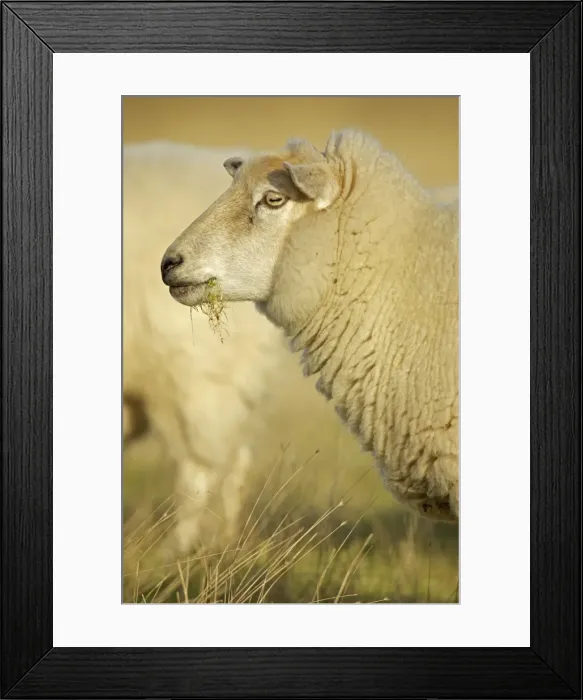 Framed Print : Suffolk Sheep - UK