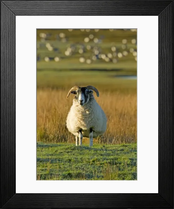 Framed Print : Ram - with Barnacle Geese in background - Isle of Islay - Scotland - UK MA002345 Framed Print : Ram - with Barnacle Geese in background - Isle of Islay - Scotland - UK MA002345