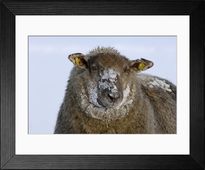 Framed Print : Sheep - in winter snow - Overijssel - The Netherlands Framed Print : Sheep - in winter snow - Overijssel - The Netherlands
