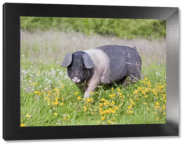 Saddleback Pig - piglet - Cornwall - UK