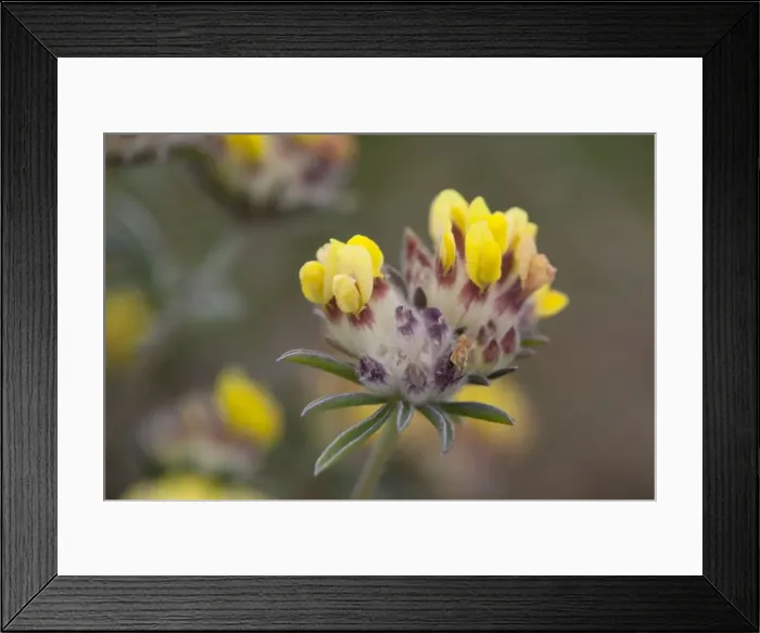 Framed Print : Kidney Vetch - in flower - UK Framed Print : Kidney Vetch - in flower - UK