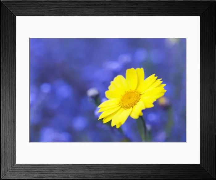Framed Print : Corn Marigold - in bloom with Cornflowers in background - Summer - Cornwall, UK Framed Print : Corn Marigold - in bloom with Cornflowers in background - Summer - Cornwall, UK