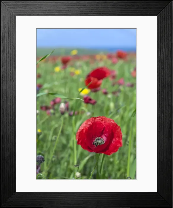 Framed Print : Common Poppy - in field - summer - Cornwall, UK Framed Print : Common Poppy - in field - summer - Cornwall, UK