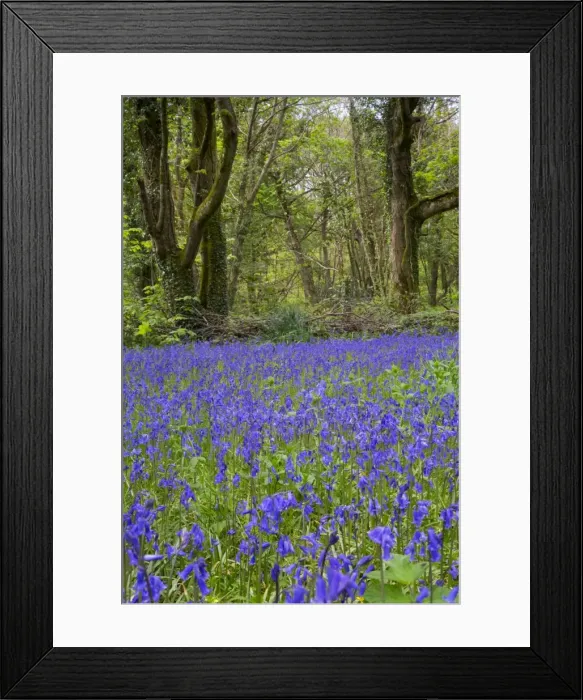 Framed Print : Pendarves Woods - Bluebells - Spring - Cornwall - UK Framed Print : Pendarves Woods - Bluebells - Spring - Cornwall - UK