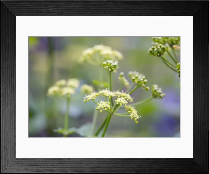 Framed Print : Alexanders - in flower - Spring - Cornwall, UK Framed Print : Alexanders - in flower - Spring - Cornwall, UK