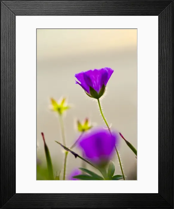 Framed Print : Bloody Cranesbill - Summer - Wales, UK Framed Print : Bloody Cranesbill - Summer - Wales, UK