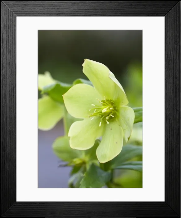 Framed Print : Green Hellebore - Cornwall - UK Framed Print : Green Hellebore - Cornwall - UK
