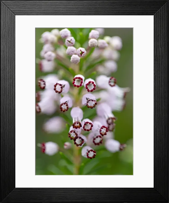 Framed Print : Cornish Heath - Cornwall, UK Framed Print : Cornish Heath - Cornwall, UK