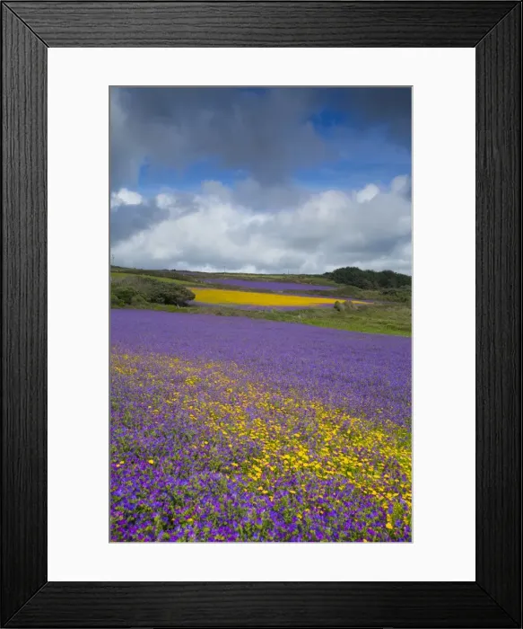 Framed Print : Purple Viper's Bugloss  /  Paterson's Curse - with Corn Marigolds (Chrysanthemum segetum) - Boscregan, Cornwall, UK