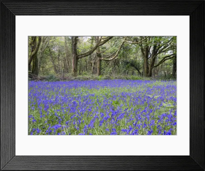 Framed Print : Pendarves Woods - Bluebells - Spring - Cornwall - UK Framed Print : Pendarves Woods - Bluebells - Spring - Cornwall - UK
