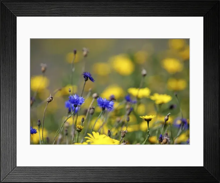 Framed Print : Corn Marigold - in bloom with Cornflowers - Summer - Cornwall, UK Framed Print : Corn Marigold - in bloom with Cornflowers - Summer - Cornwall, UK