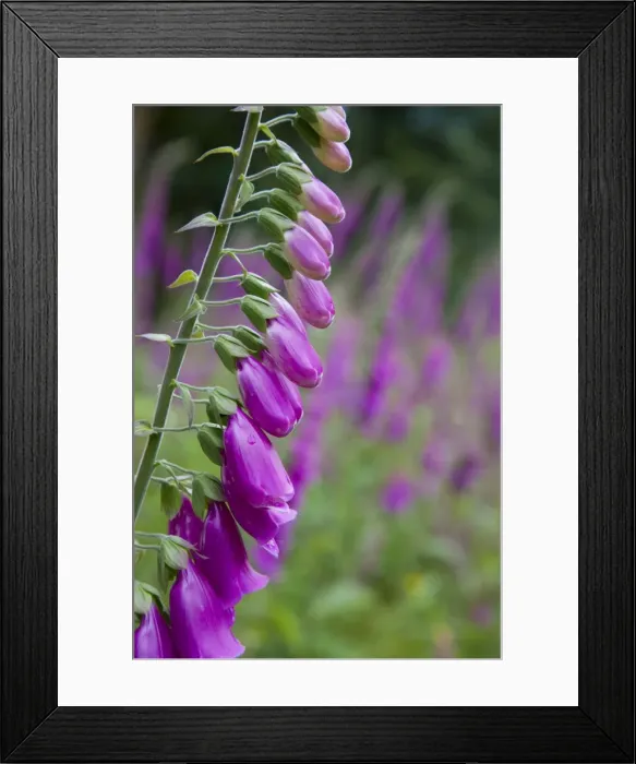 Framed Print : Foxgloves - in flower - Cornwall - UK Framed Print : Foxgloves - in flower - Cornwall - UK