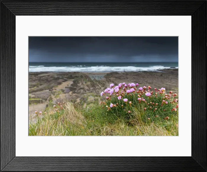 Framed Print : Widemouth Bay - Thrift in Flower - Cornwall - UK Framed Print : Widemouth Bay - Thrift in Flower - Cornwall - UK