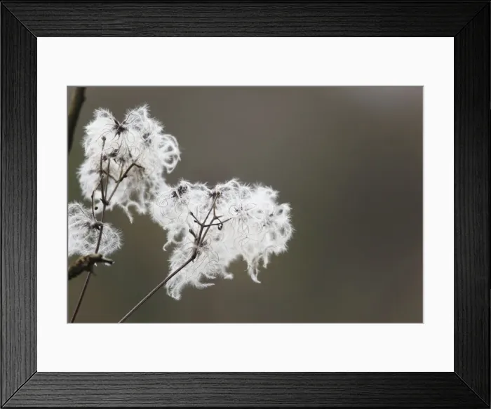 Framed Print : Wild Clematis / Old Man's Beard - seed head - UK Framed Print : Wild Clematis / Old Man's Beard - seed head - UK