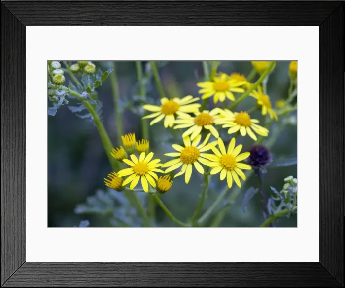 Framed Print : Marsh Ragwort - Cornwall - UK Framed Print : Marsh Ragwort - Cornwall - UK