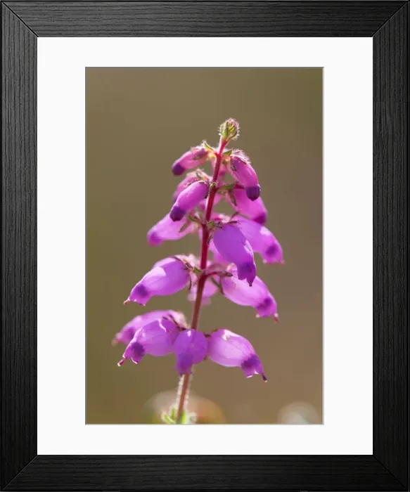 Framed Print : Dorset Heath - Chyverton - Cornwall - UK Framed Print : Dorset Heath - Chyverton - Cornwall - UK