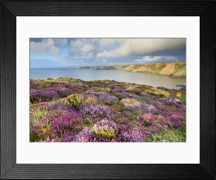 Framed Print : Heathland - North Cliffs - near Camborne - Cornwall - UK Framed Print : Heathland - North Cliffs - near Camborne - Cornwall - UK