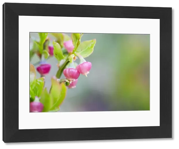 Bilberry Flower - Spring - Spain