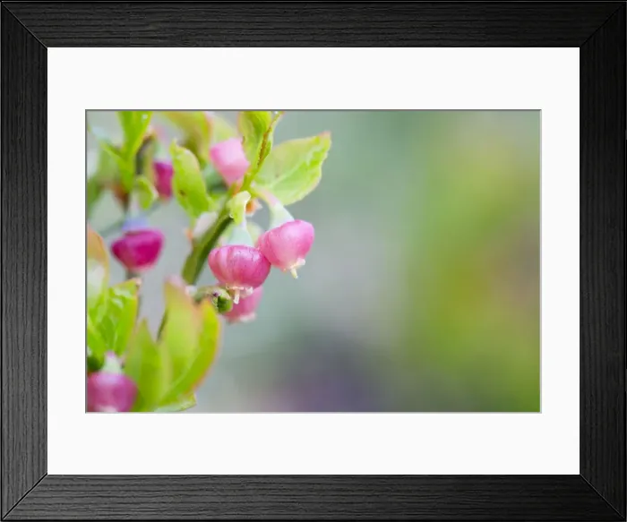 Framed Print : Bilberry Flower - Spring - Spain Framed Print : Bilberry Flower - Spring - Spain