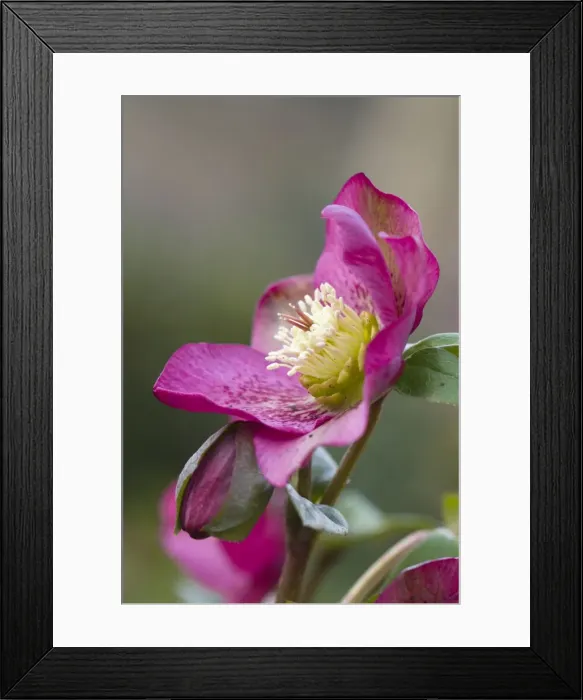 Framed Print : Hellebore - garden - Cornwall; Framed Print : Hellebore - garden - Cornwall;