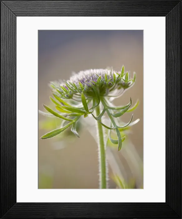 Framed Print : Wild Carrot - Cornwall - UK Framed Print : Wild Carrot - Cornwall - UK