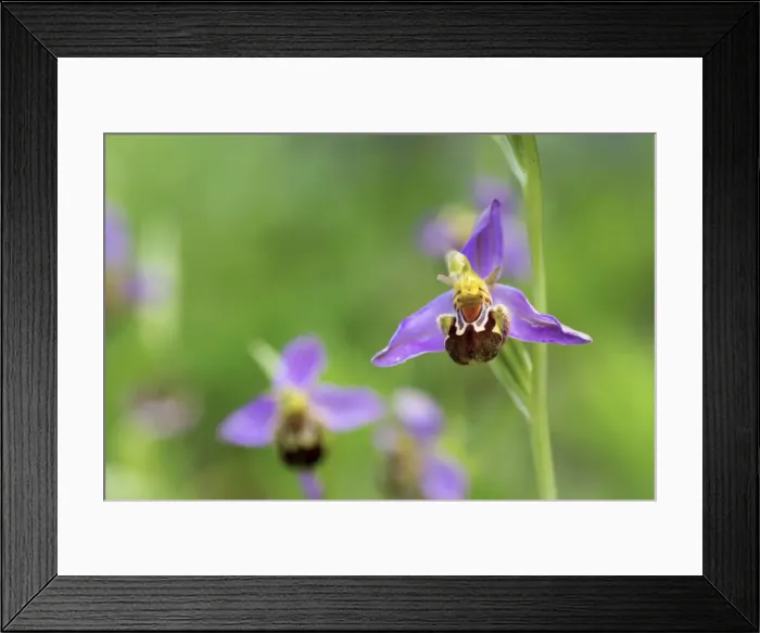 Framed Print : Bee Orchid - summer - Pyrennes, Spain Framed Print : Bee Orchid - summer - Pyrennes, Spain