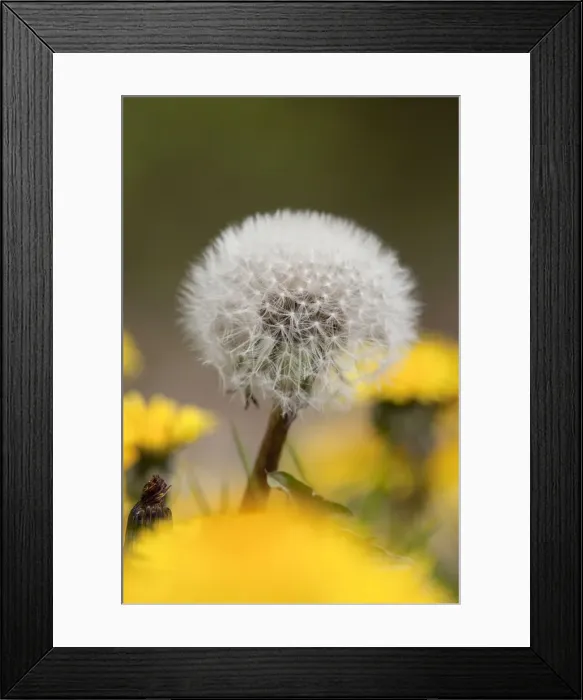 Framed Print : Dandelion Seed Head - UK Framed Print : Dandelion Seed Head - UK