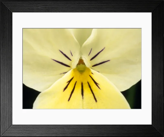 Framed Print : Cultivated Violet Flower - close-up - UK Framed Print : Cultivated Violet Flower - close-up - UK