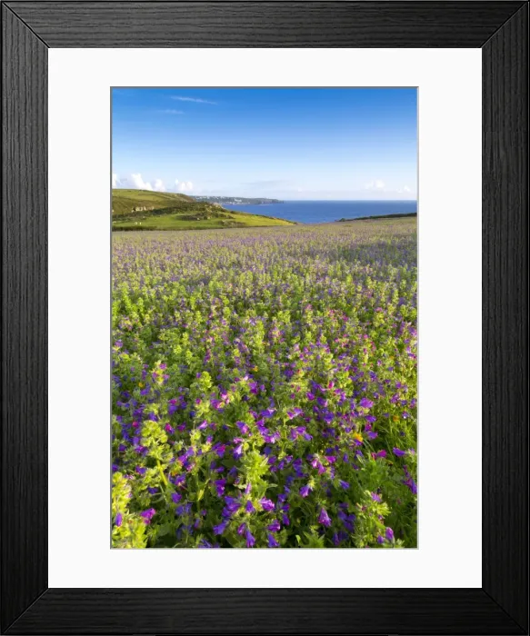 Framed Print : Purple Viper's Bugloss  /  Paterson's Curse - Boscregan - looking towards Sennen - Cornwall, UK