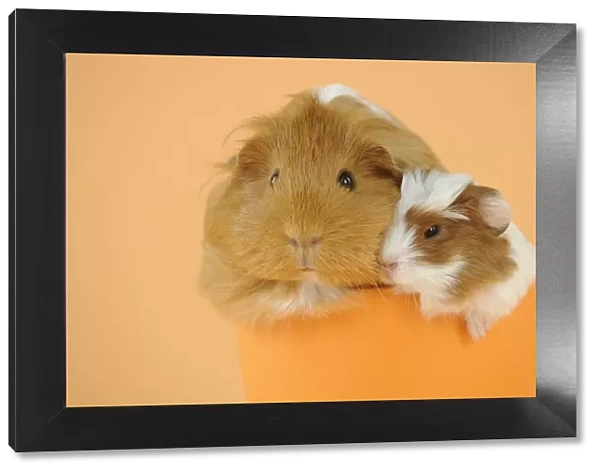 Guinea pig and baby guinea pig sitting in cup
