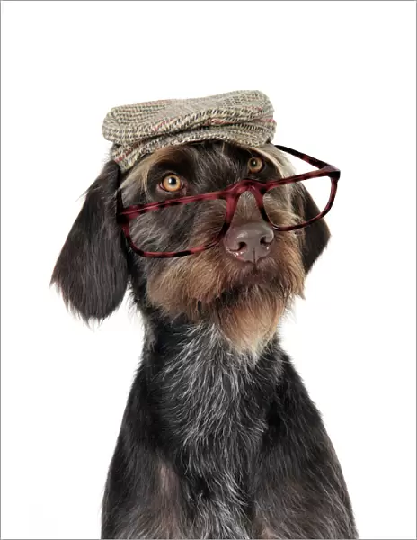 Dog. German Wire-Haired Pointer with hat & glasses on Digital Manipulation: Glasses JD