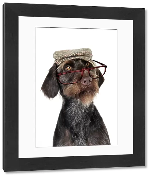 Dog. German Wire-Haired Pointer with hat & glasses on Digital Manipulation: Glasses JD