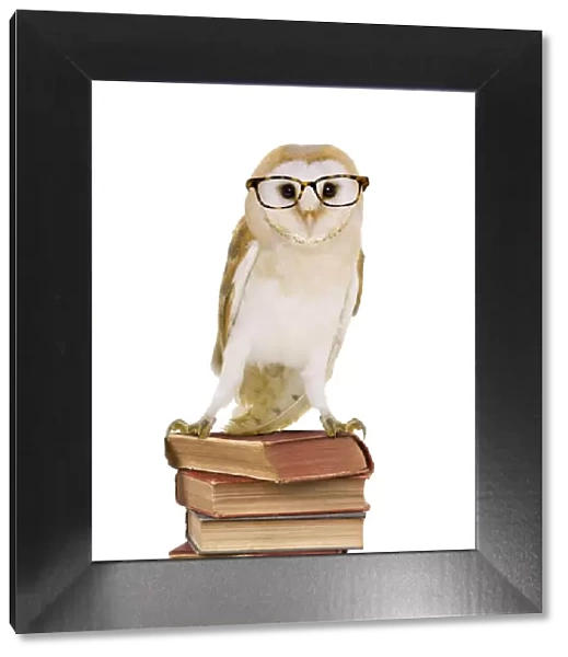 Barn Owl - with books - wearing glasses Digital Manipulation: Books (JD) Glasses (Su)