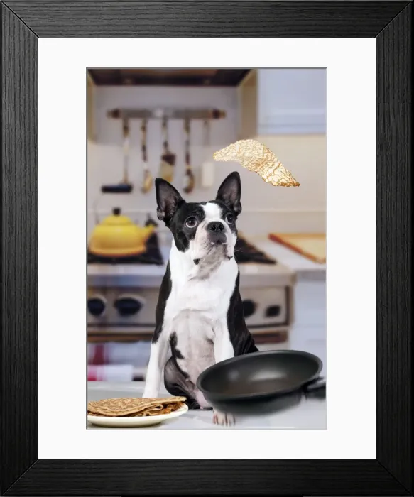 Framed Print : Boston Terrier Dog - with pancake being flipped Framed Print : Boston Terrier Dog - with pancake being flipped