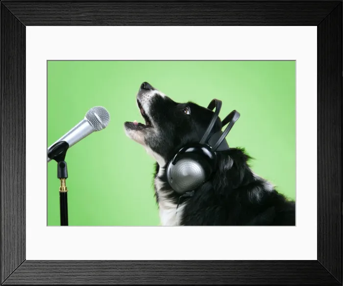 Framed Print : Border Collie Dog - with microphone & head phones Digital Manipulation: colour background to green Framed Print : Border Collie Dog - with microphone & head phones Digital Manipulation: colour background to green