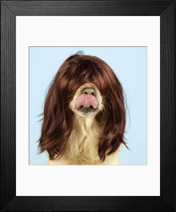 Framed Print : Dog. Golden Retriever wearing wig and necklace Framed Print : Dog. Golden Retriever wearing wig and necklace