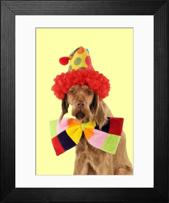 Framed Print : DOG - Wire-haired vizsla wearing clown hat and bow tie Digital Manipulation: colour backgrounf from white to yellow Framed Print : DOG - Wire-haired vizsla wearing clown hat and bow tie Digital Manipulation: colour backgrounf from white to yellow