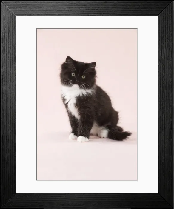 Framed Print : CAT - Black and White Cat Framed Print : CAT - Black and White Cat