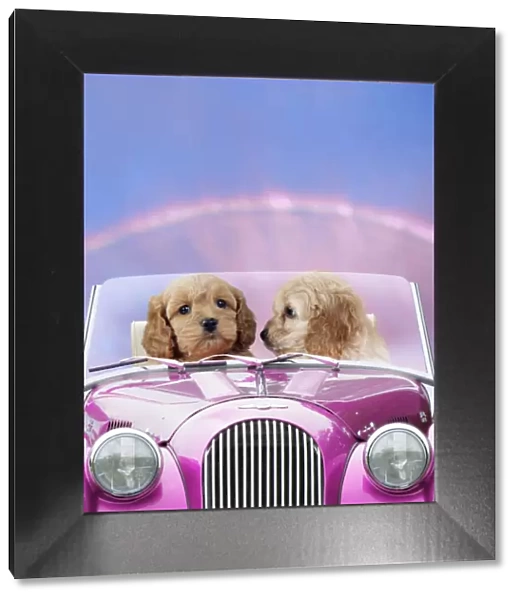 Dogs - 7 week old Cockerpoo puppies driving car through rainbow sunset on St Valentine's Day Digital Manipulation: Background SAS - Dogs & Car JD
