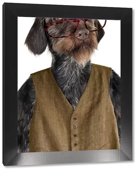 Dog. German Wire-Haired Pointer with hat glasses & waistcoat on Digital Manipulation: Added glasses (JD) waistcoat (Su)