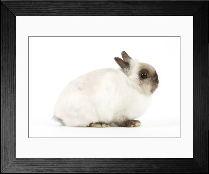 Framed Print : Dwarf Rabbit Framed Print : Dwarf Rabbit