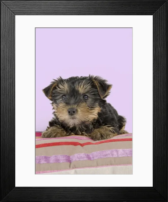 Framed Print : Dog - Yorkshire Terrier puppy - on cushion Manipulation: Background colour changed from white Framed Print : Dog - Yorkshire Terrier puppy - on cushion Manipulation: Background colour changed from white