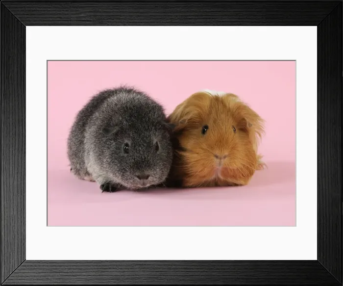 Framed Print : Guinea pigs sitting together Framed Print : Guinea pigs sitting together