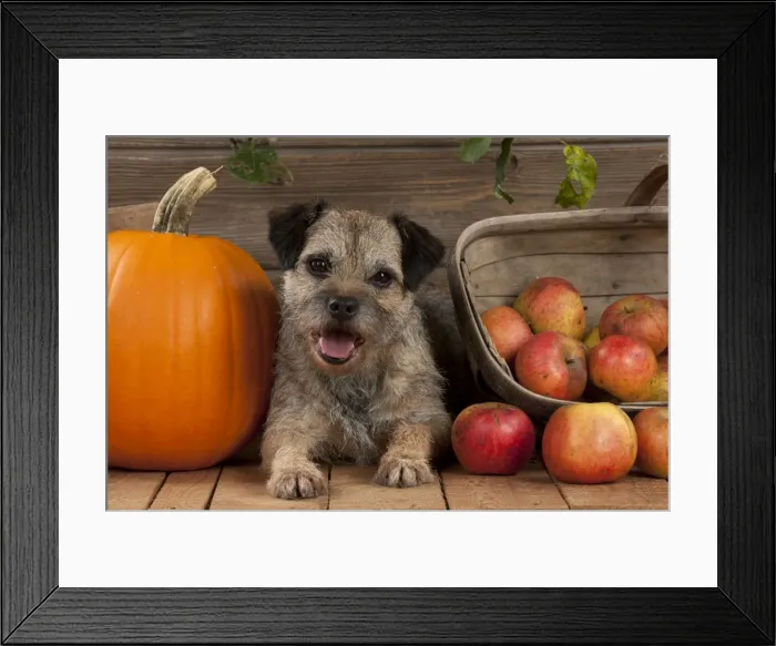 Framed Print : DOG - Border terrier sitting between a pumpkin and a basket of apples Framed Print : DOG - Border terrier sitting between a pumpkin and a basket of apples