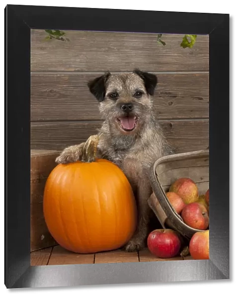 DOG - Border terrier sitting with pumpkin and a basket of apples