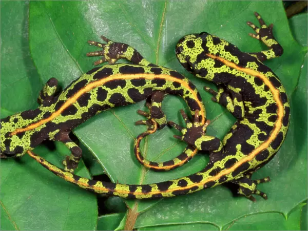 Marbled Newts - South West Europe